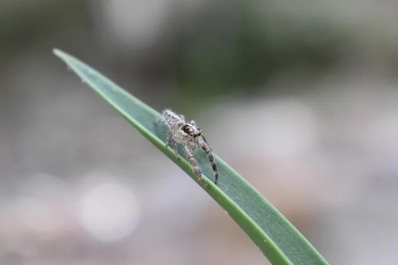 Jumping Spider