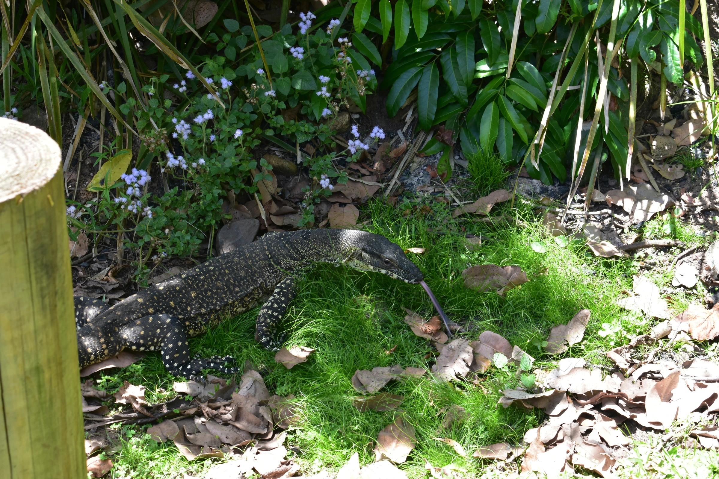 Lace Monitor