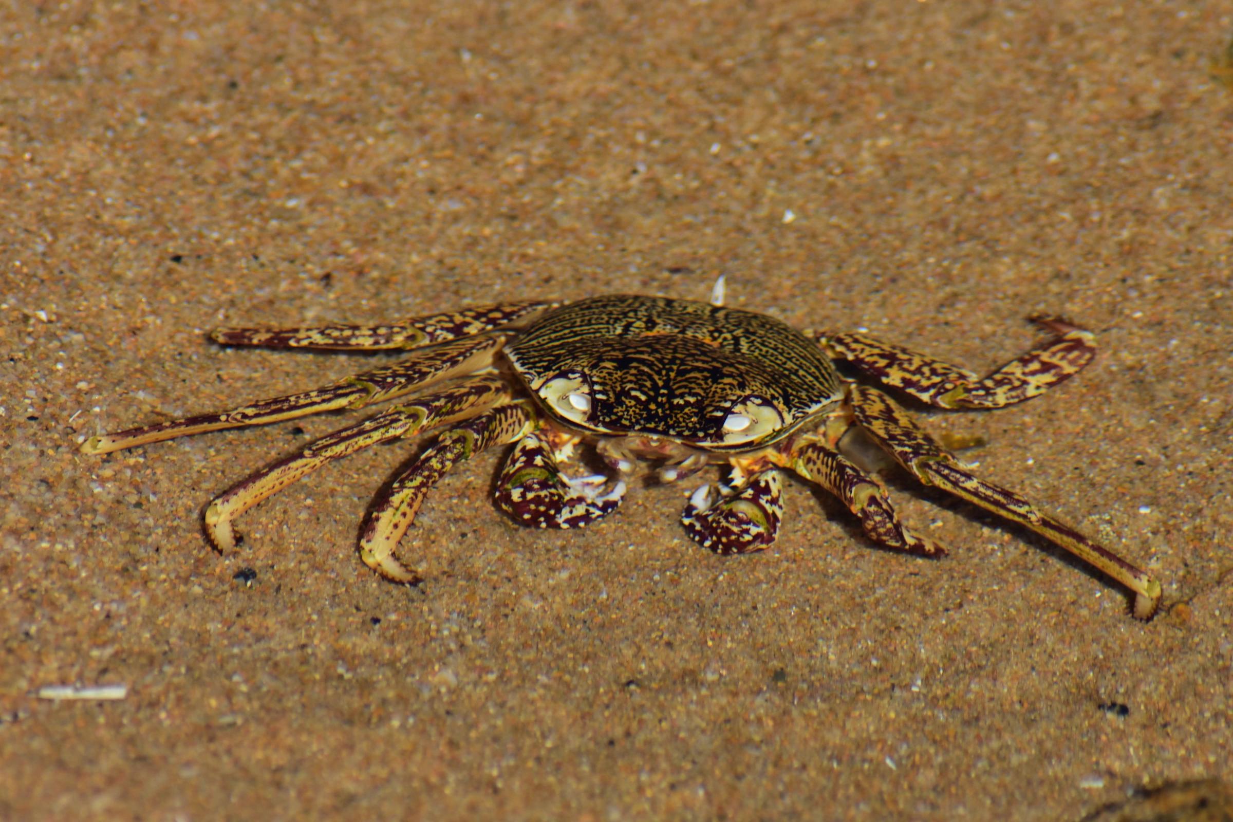 Freshwater Crab